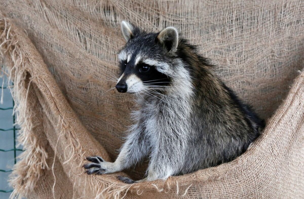 Raccoon Removal Services to Keep Your Home Secure