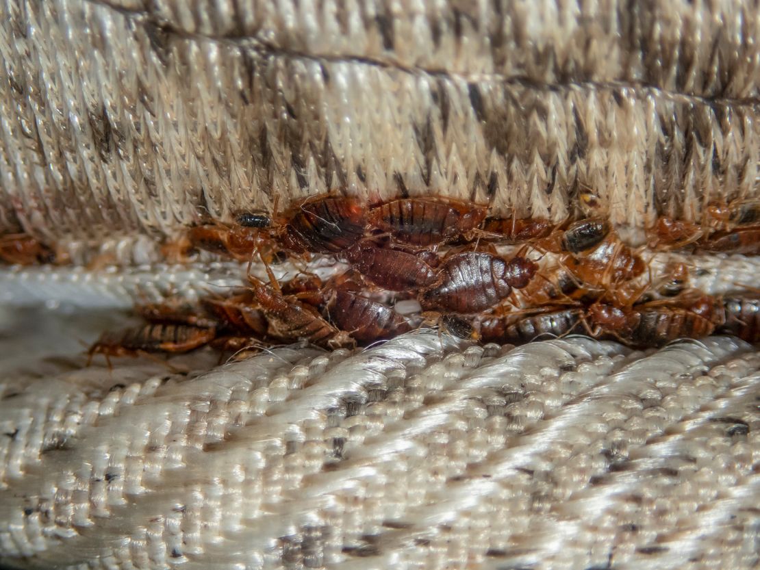 Professional Bed Bug Exterminator Services You Can Trust