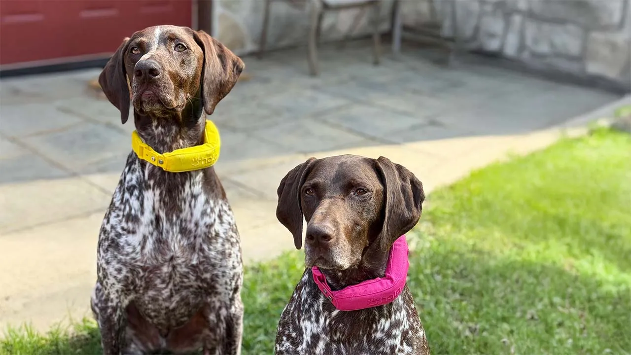 Dog harness manufactuer OKEYPETS ensures safety and comfort in every design