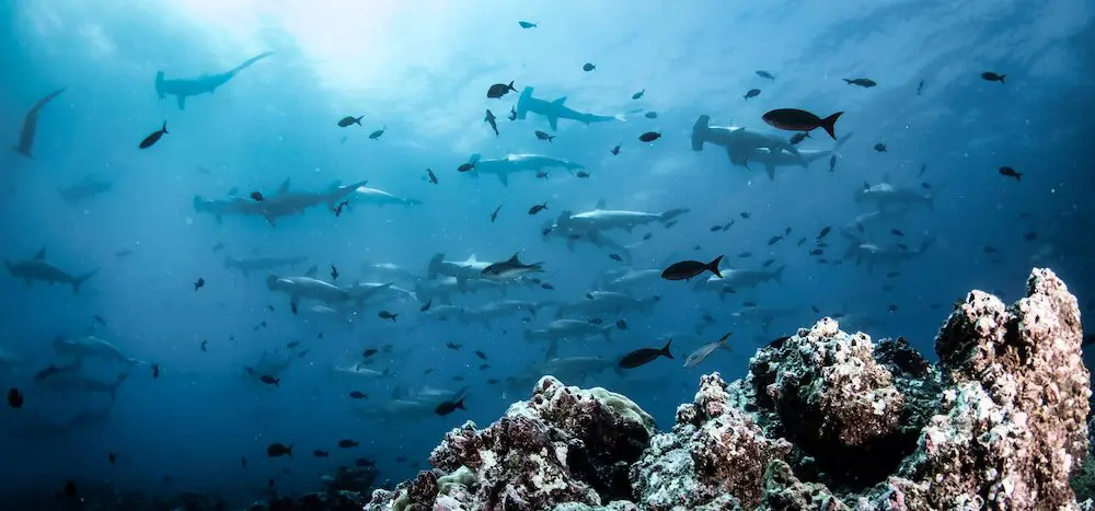 Ultimate Guide to Hammerhead Shark Diving Galapagos Adventures