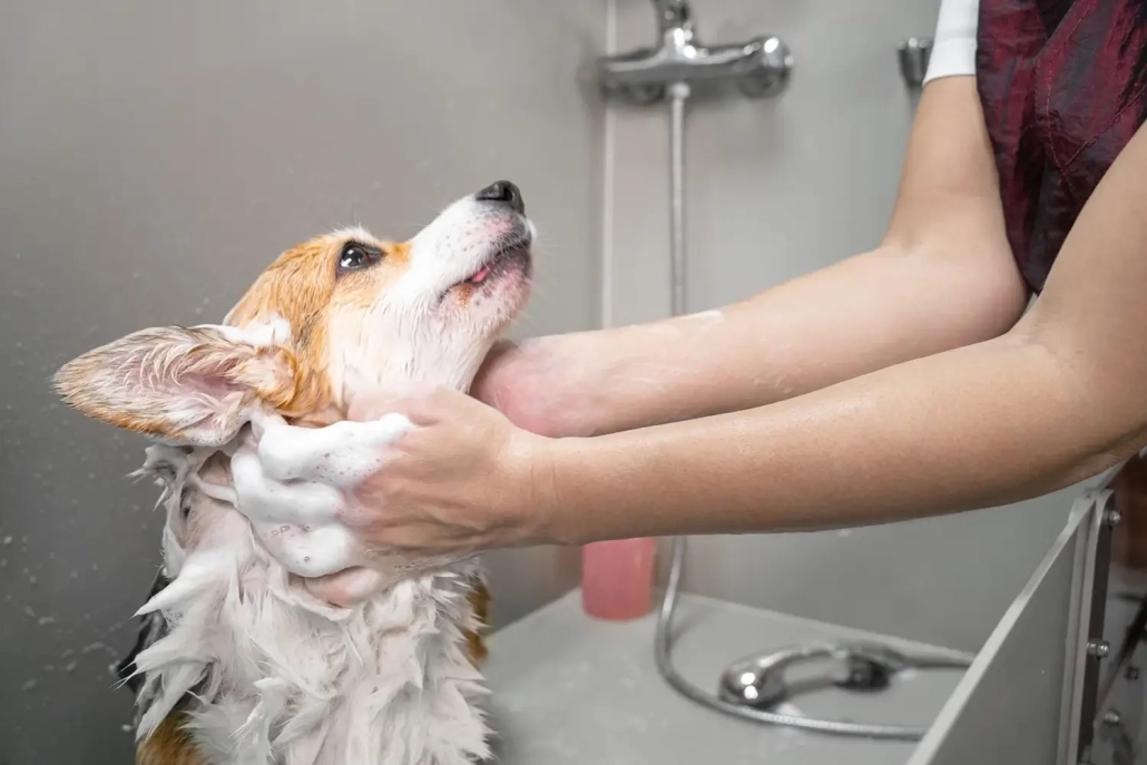 Premium Dog Wash Machines Designed for Business Growth