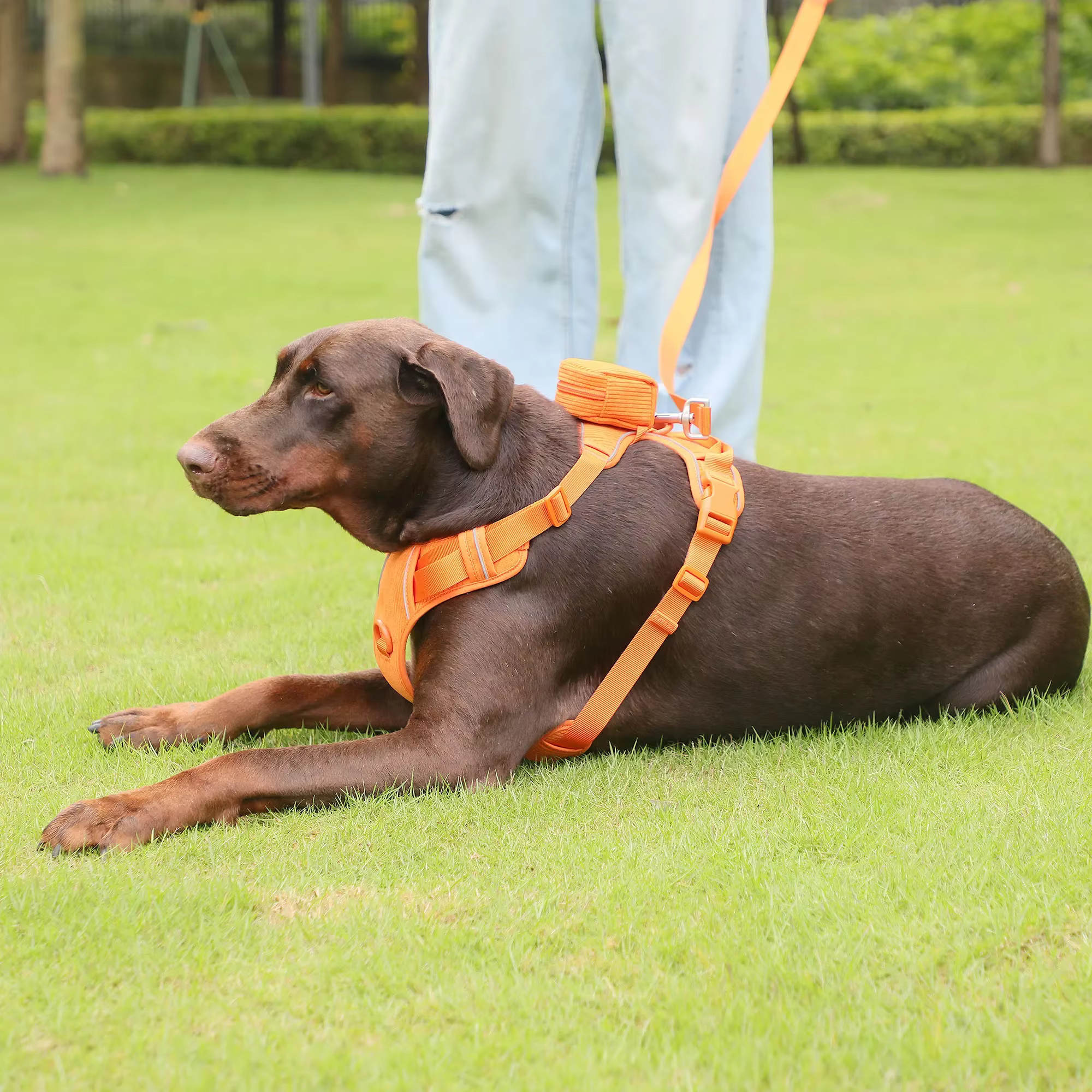 Premium Dog Collar Manufacturer for Wholesale Buyers