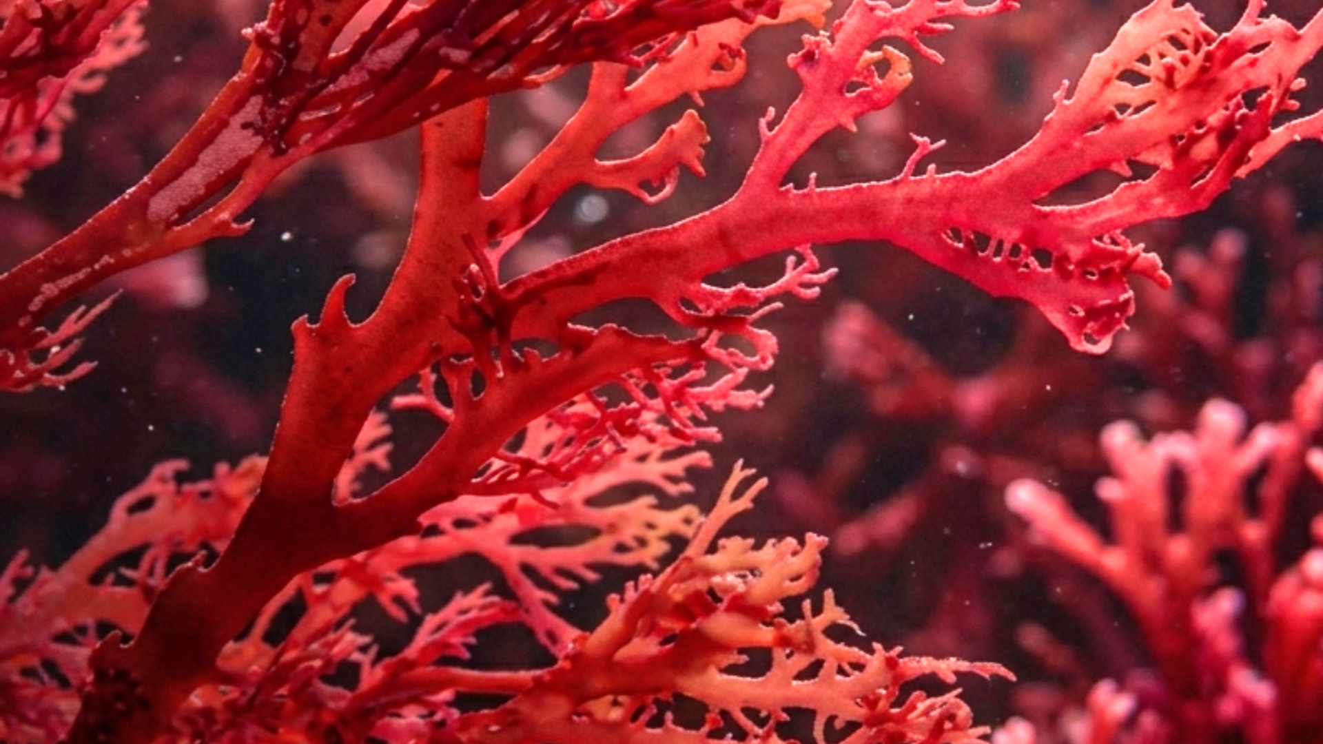 Astaxanthin Benefits for Vision, Heart, Skin and Brain Health