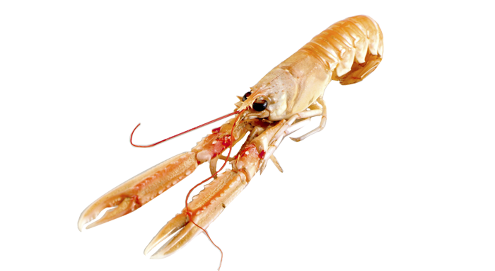 Premium Live Norwegian Lobster Supplier for Restaurants &amp; Wholesale Buyers